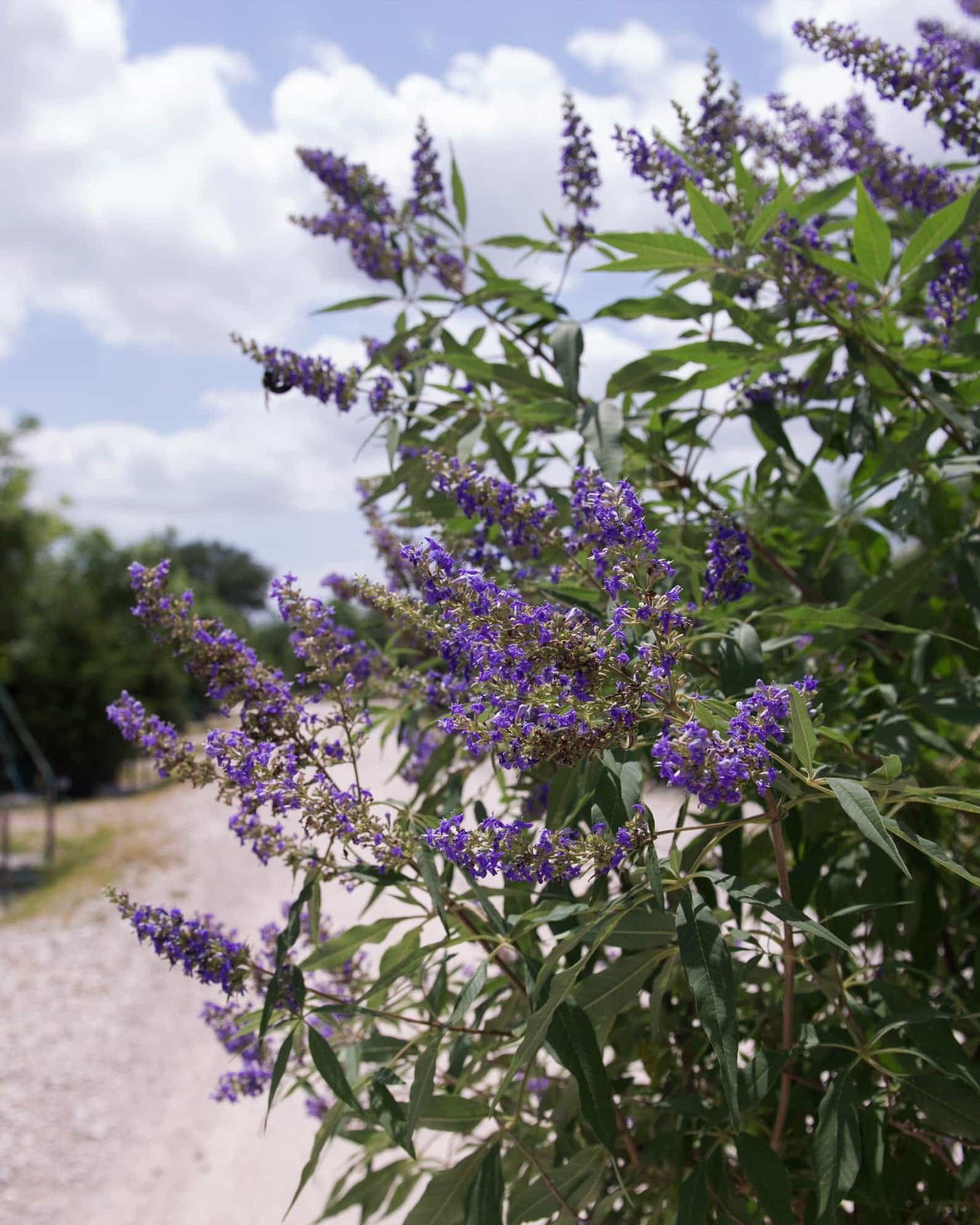 Delta Blues Vitex