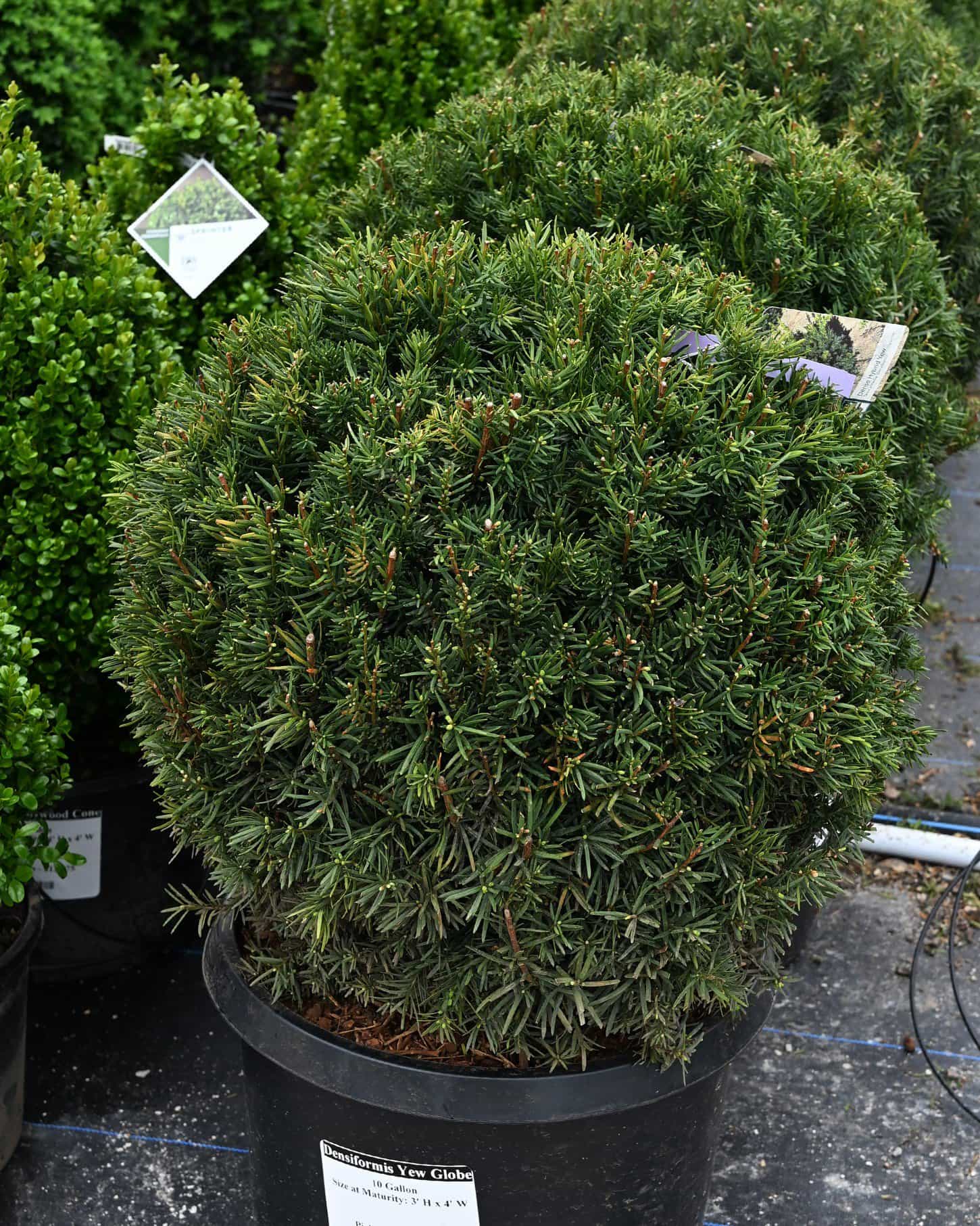 Densiformis Yew Globe