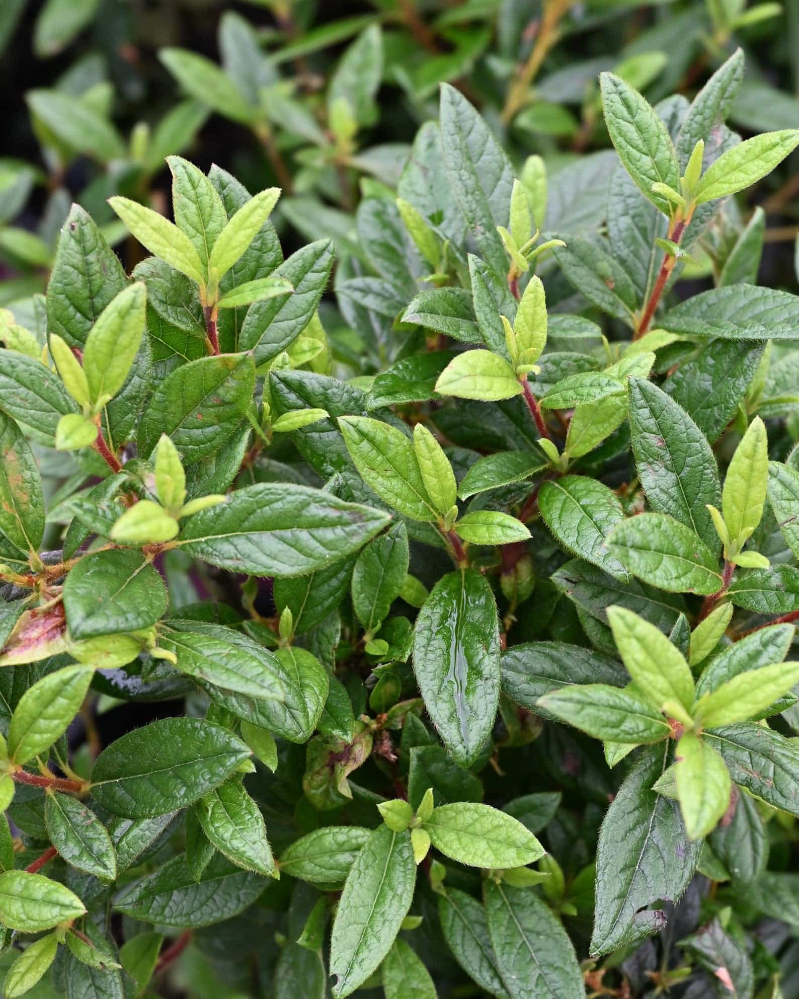 Encore Azalea Autumn Amethyst