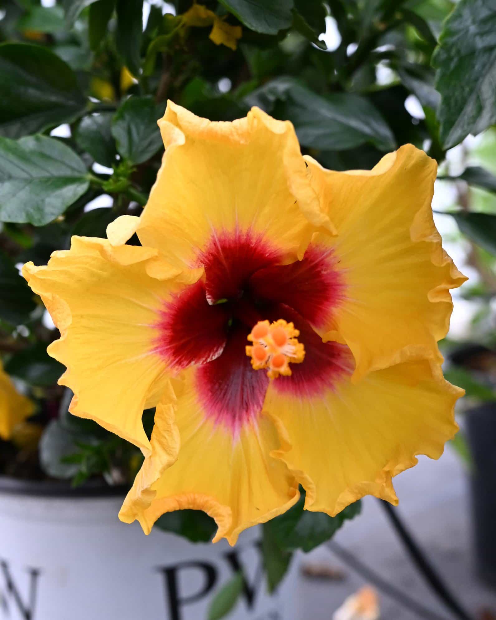 Rico Suave Hollywood Hibiscus