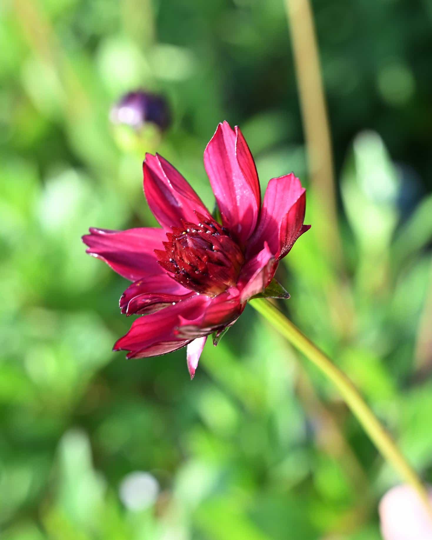 Cherry Chocolate Cosmos