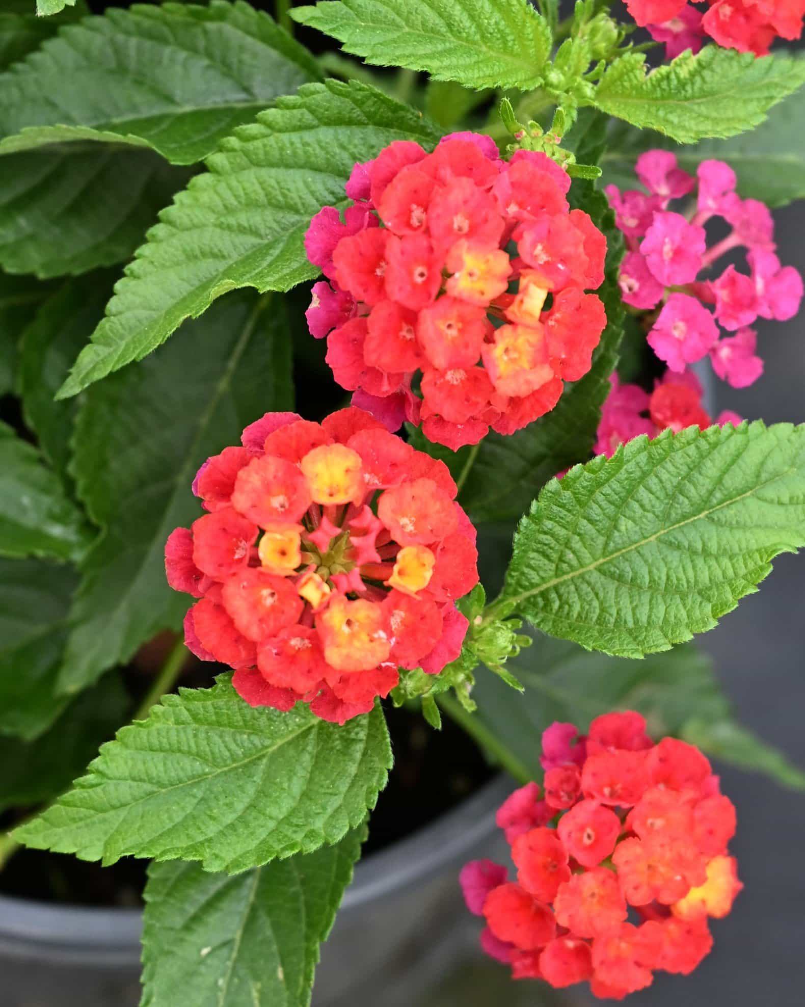 Heartland Neon Lantana