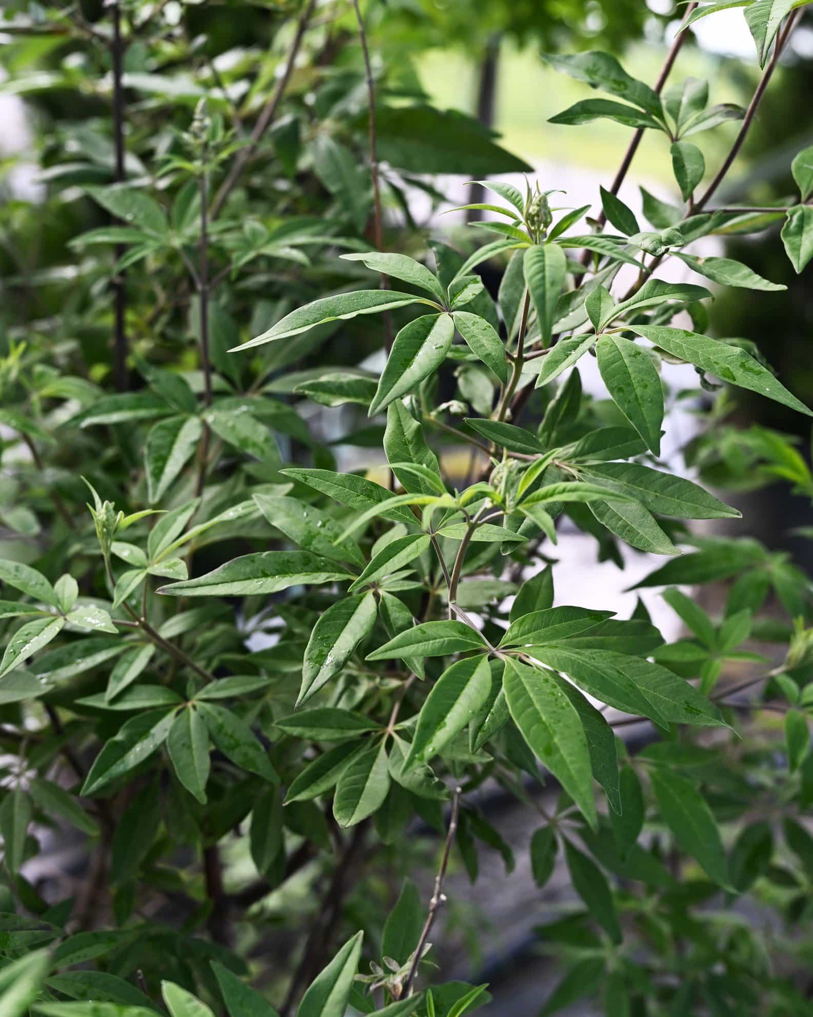 Vitex Montrose Purple