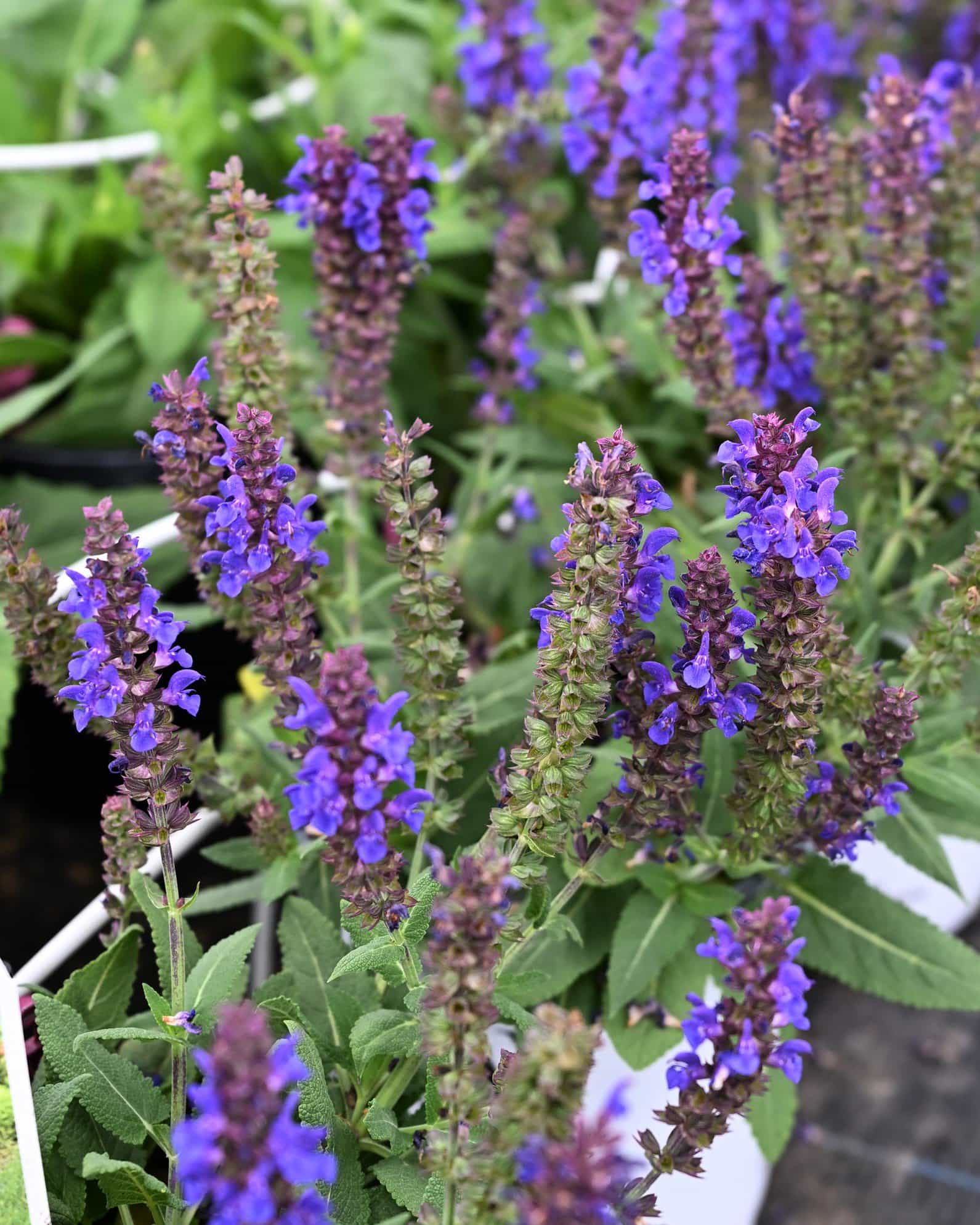 Violet Profusion Salvia