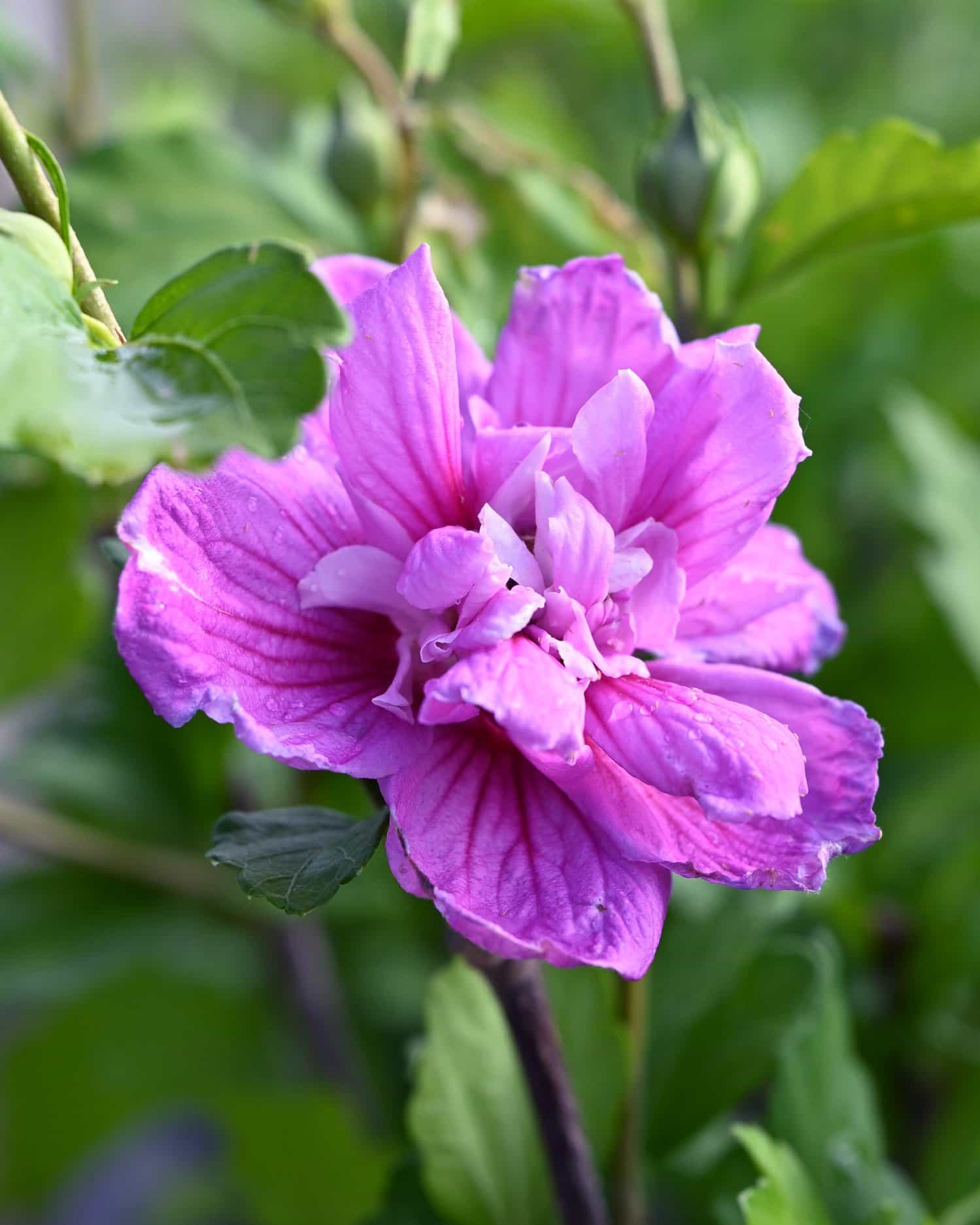 Dark Lavender Chiffon Althea Tree Form