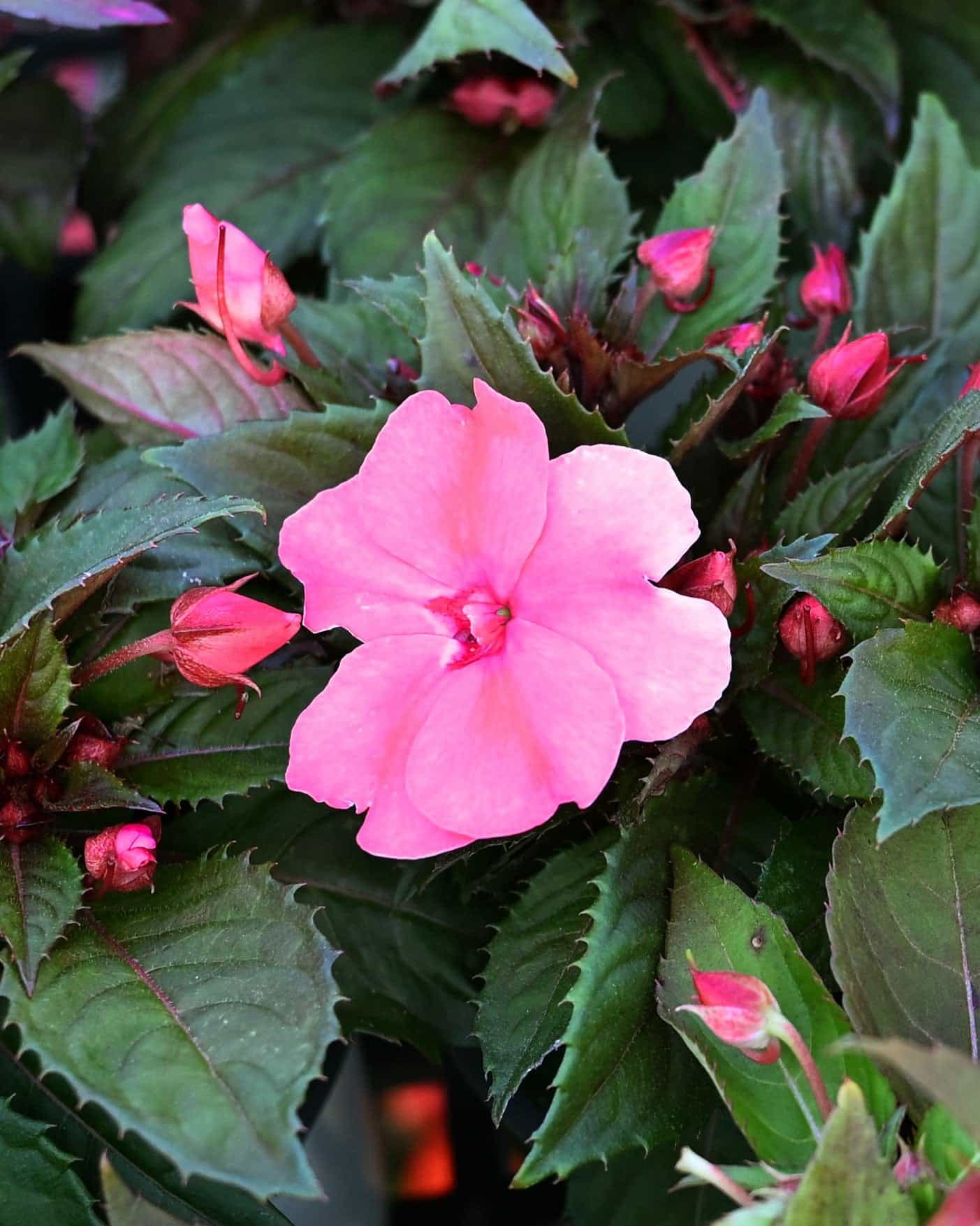 Sunpatiens Compact Coral Pink Impatiens