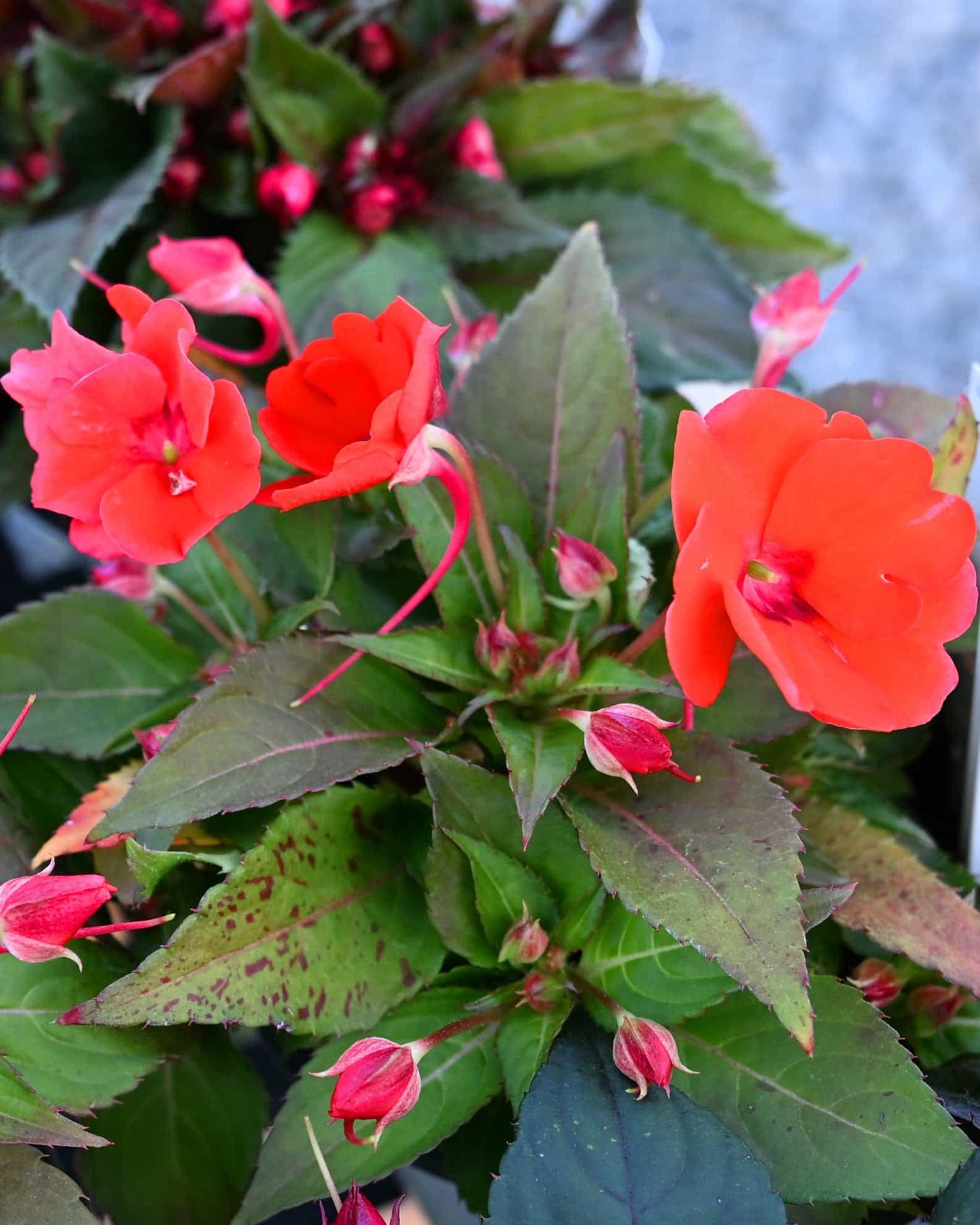 Sunpatiens Compact Electric Orange Impatiens