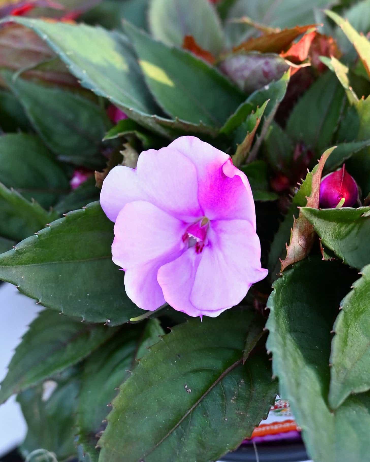 Sunpatiens Compact Lavender Splash Impatiens