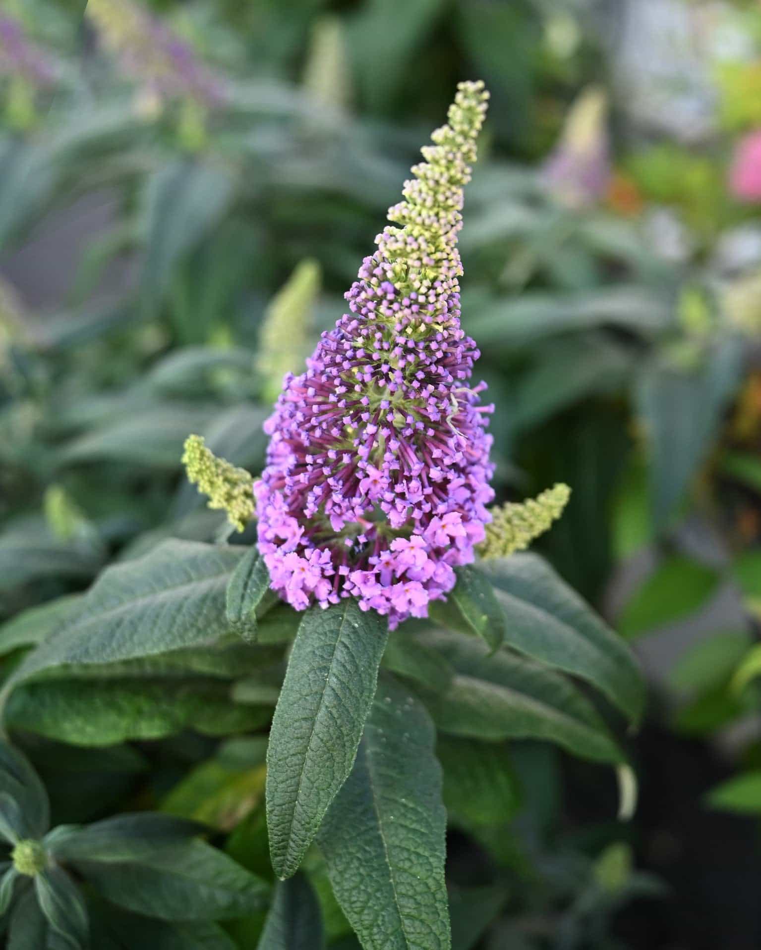 Pugster Amethyst Butterfly Bush