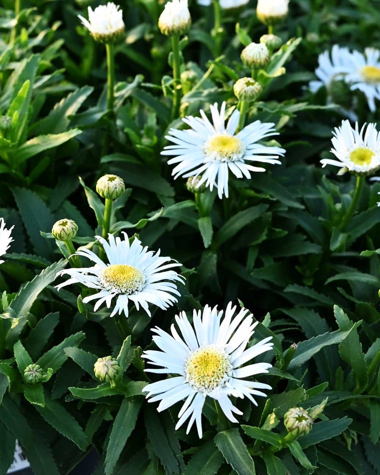 Carpet Angel Shasta Daisy