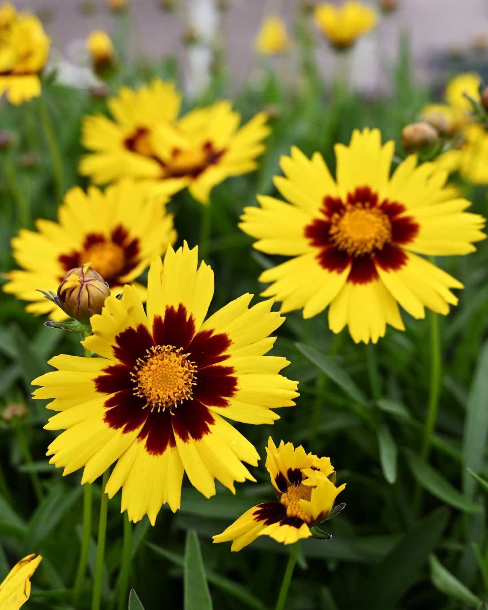 Sunkiss Coreopsis