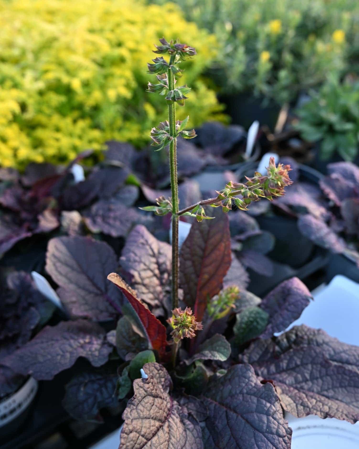 Purple Knockout Salvia