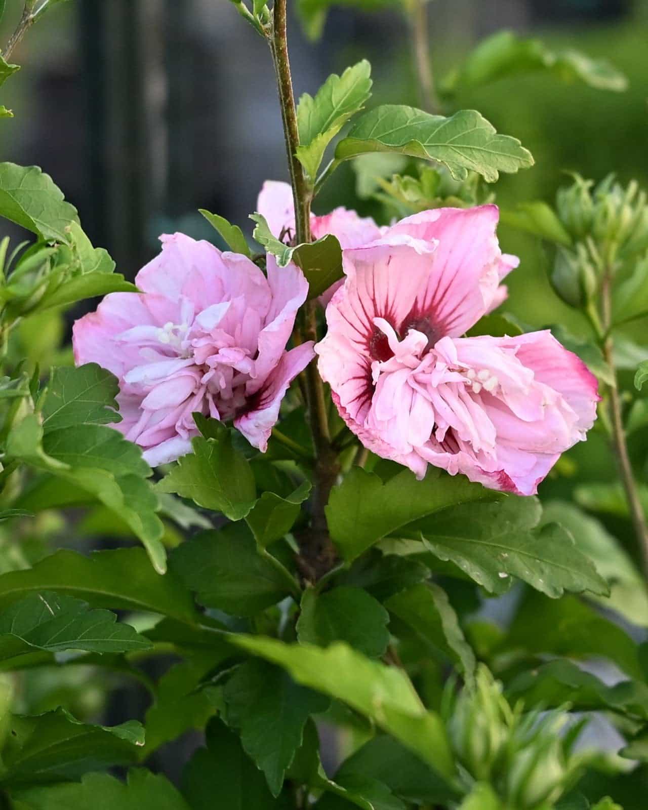 Pink Chiffon Althea Tree Form