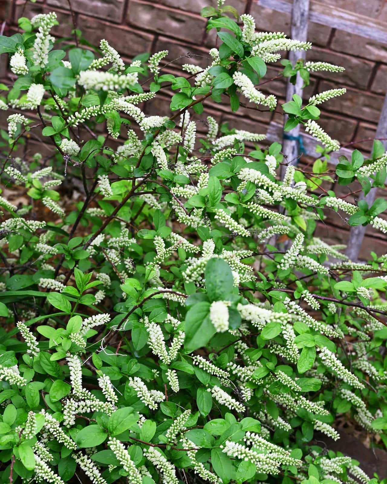 Fizzy Mizzy Sweetspire