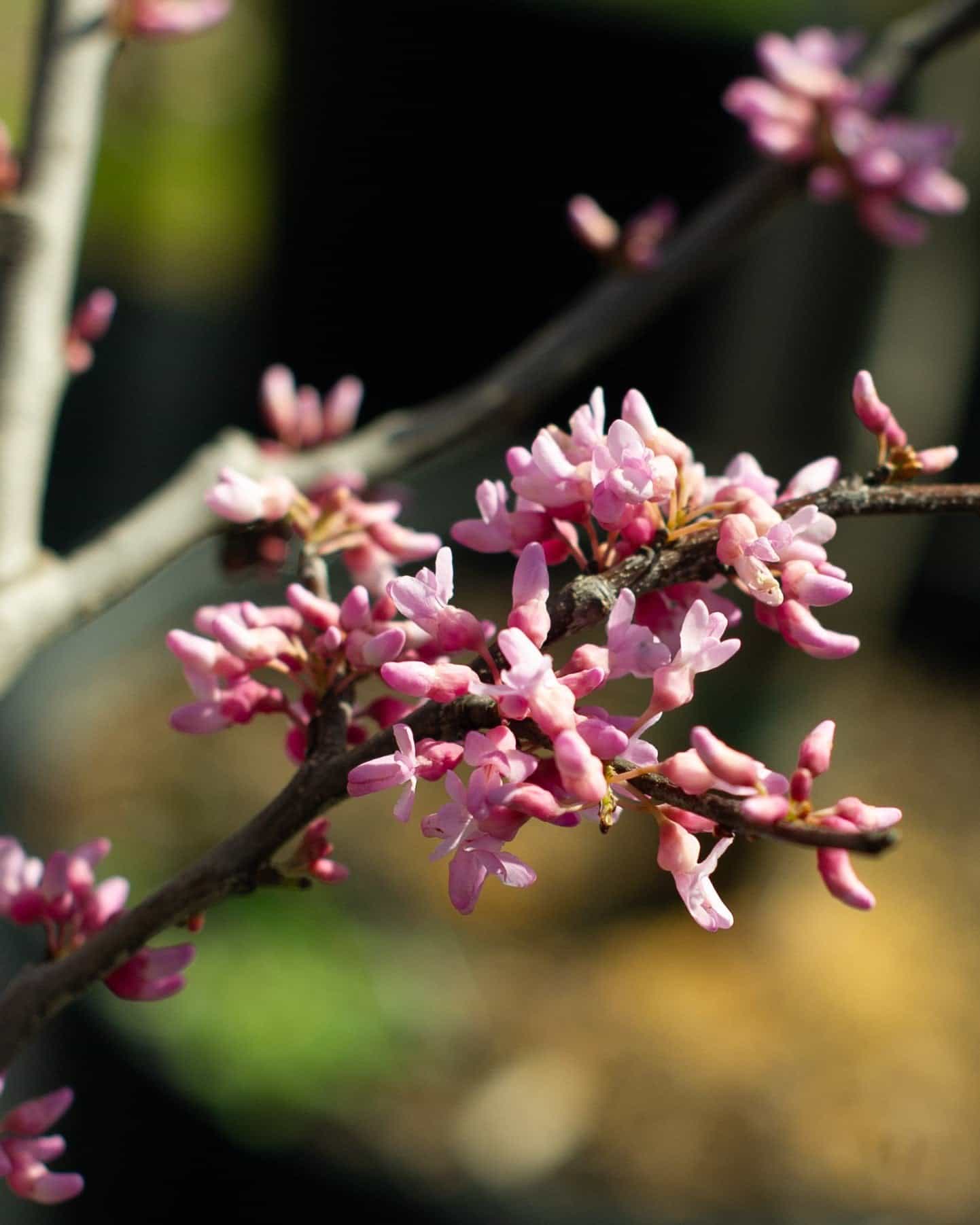 Gilded Hearts Redbud