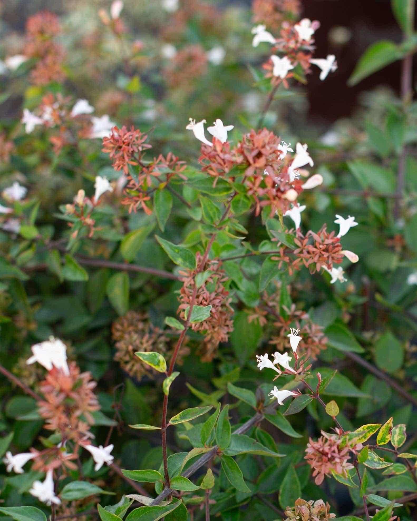 Glossy Abelia