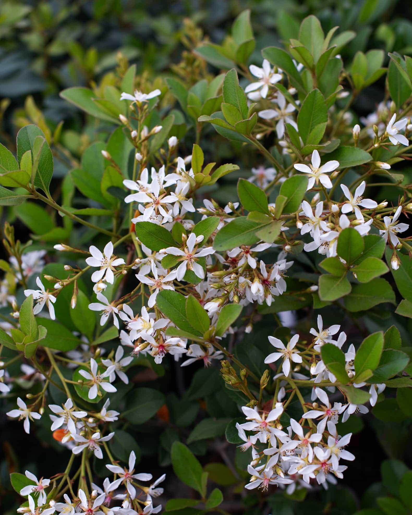 Indian Hawthorn Snow White