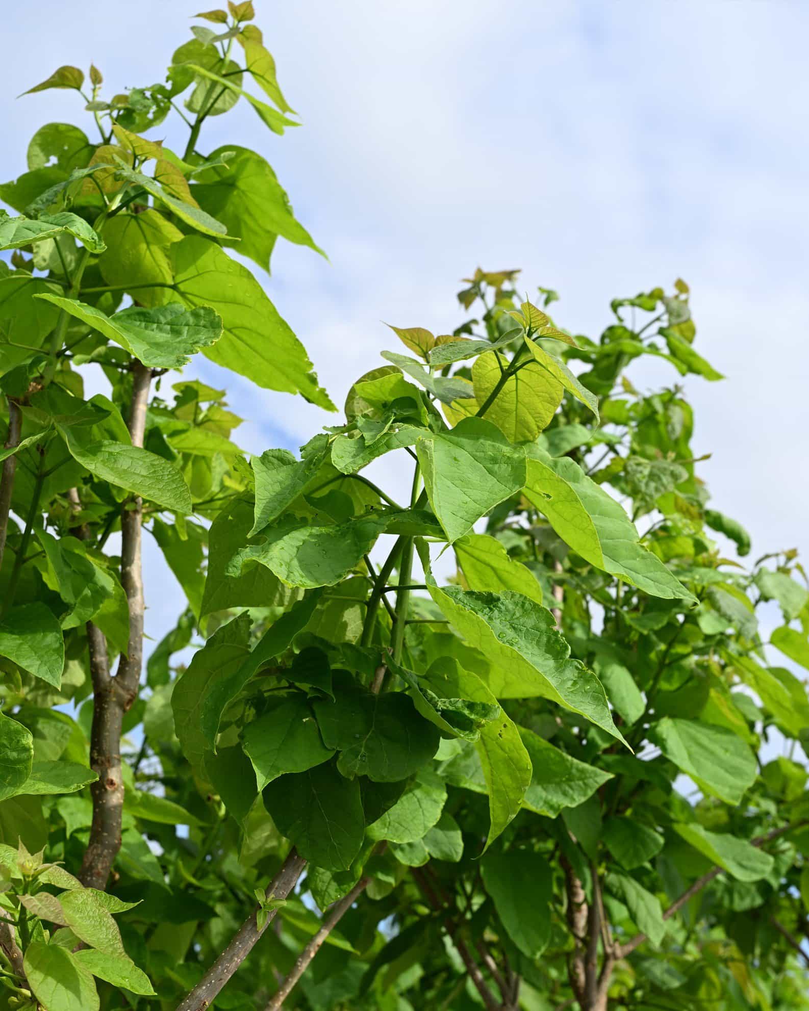 Northern Catalpa