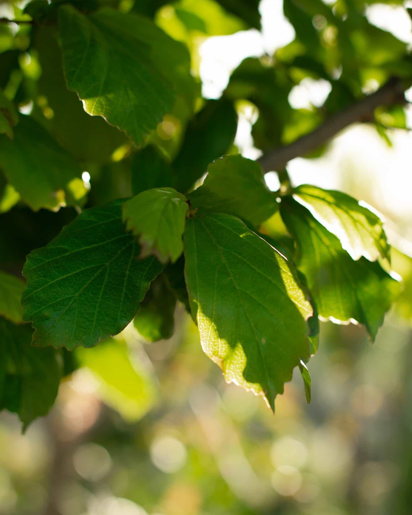 Persian Spire Ironwood Full to Ground