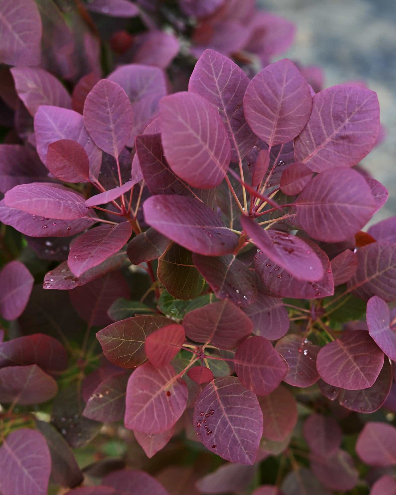 Pink Champagne Smoketree