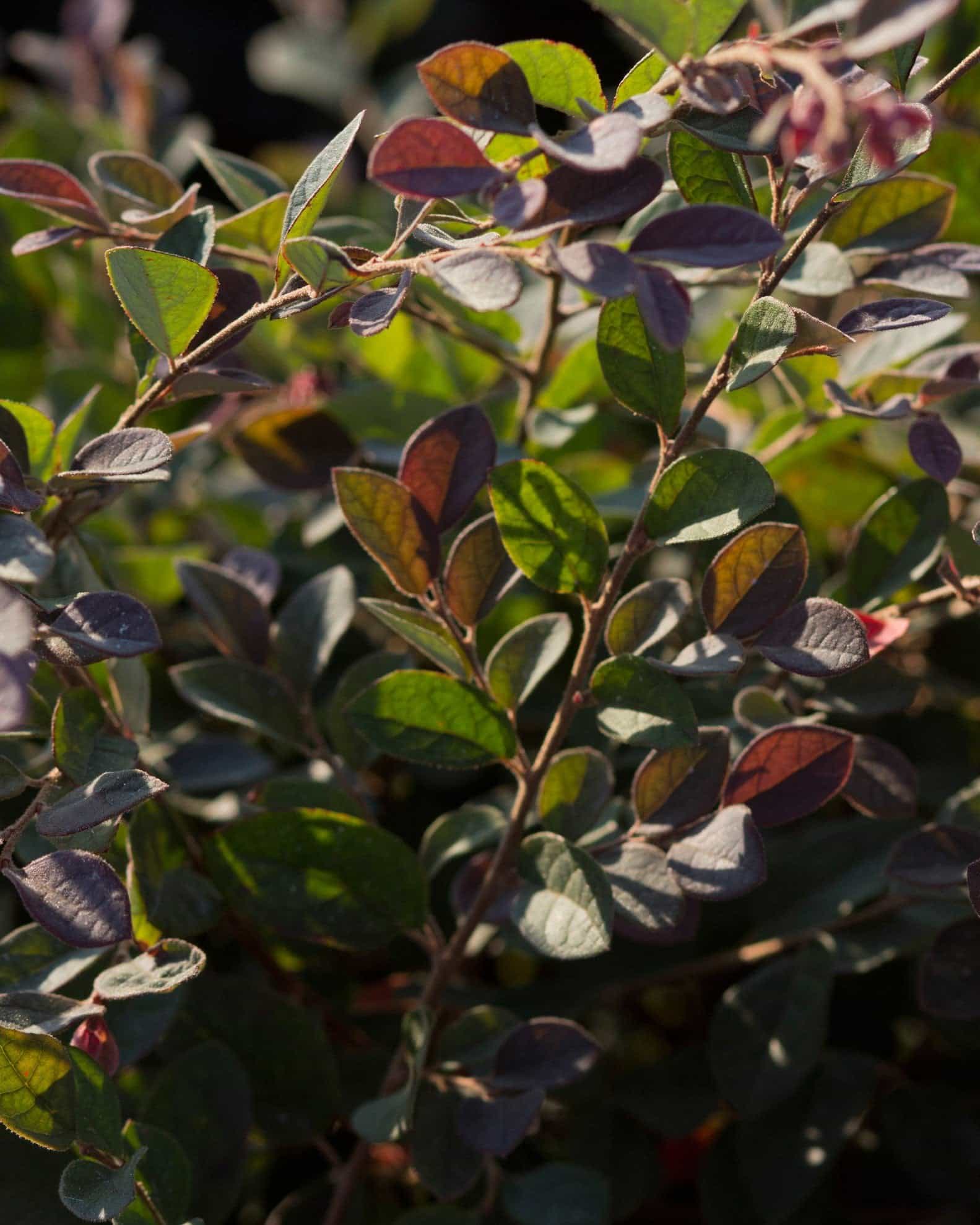 Plum Delight Loropetalum