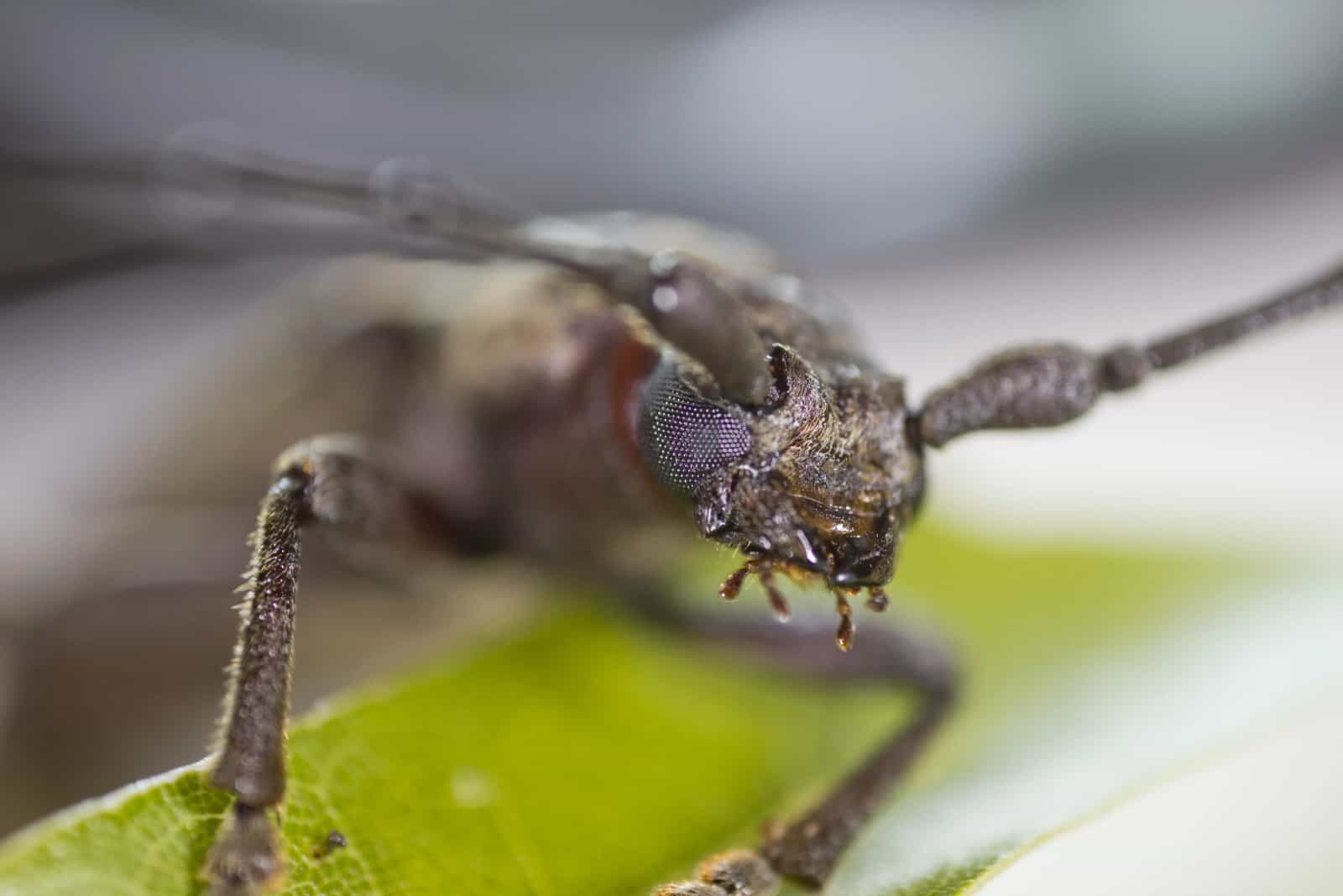 Tree Borers: A Homeowner's Guide to Early Detection and Control