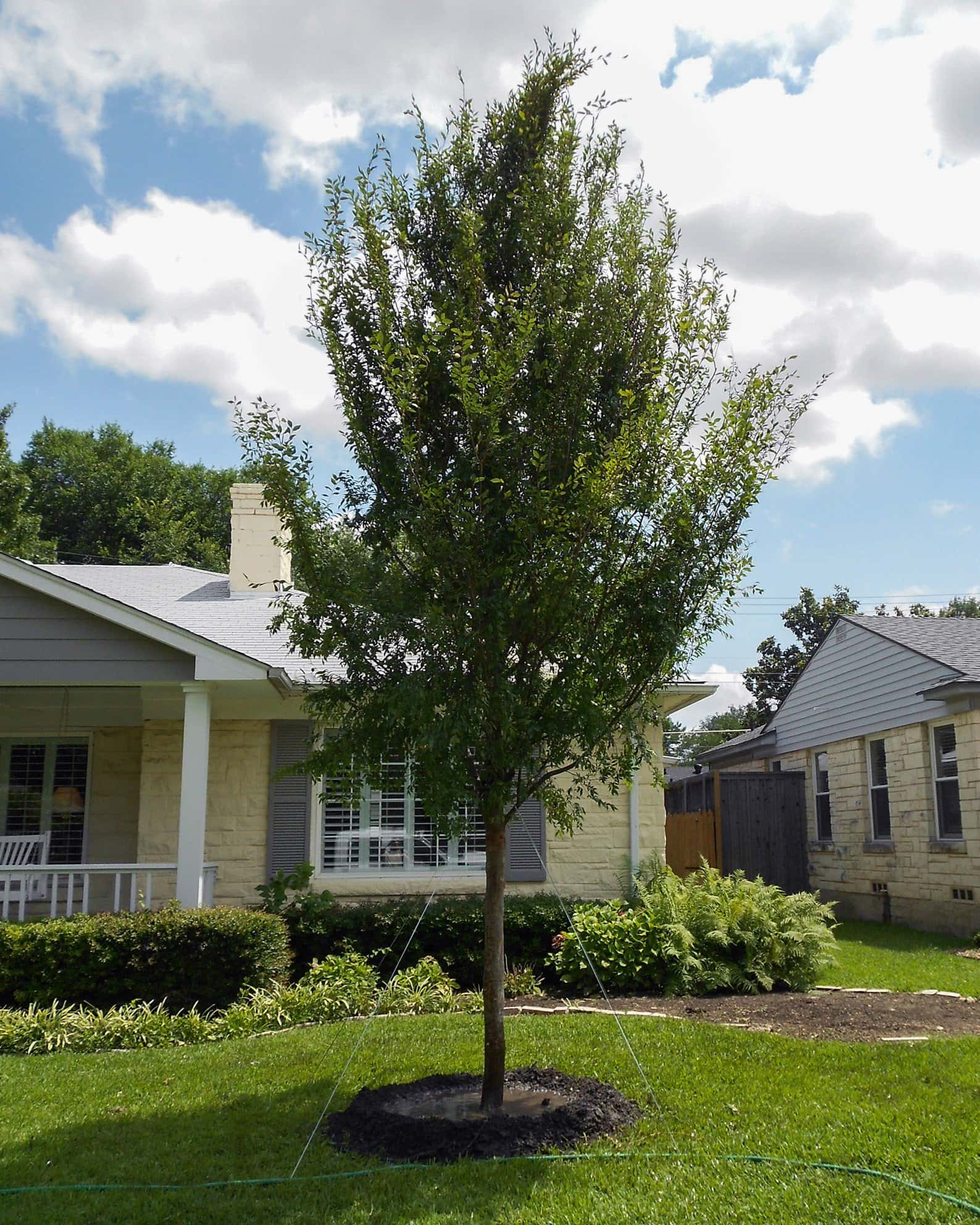 Allee Elm - Main Image