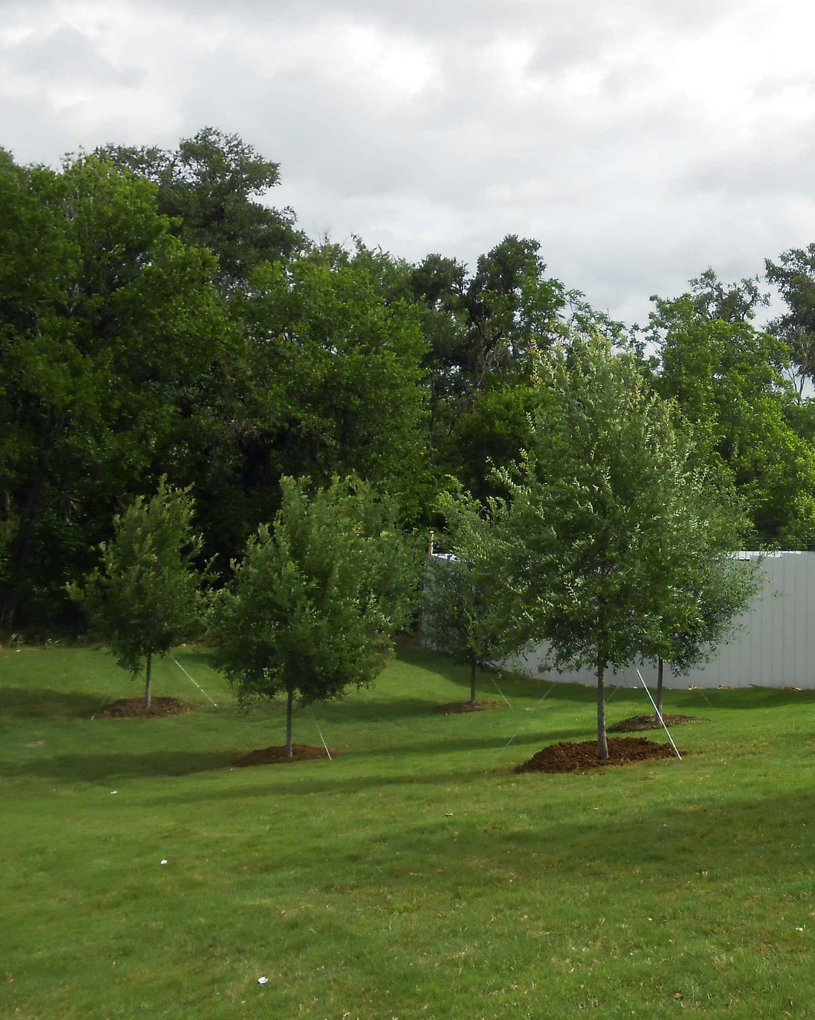 Allee Elm - Image 4