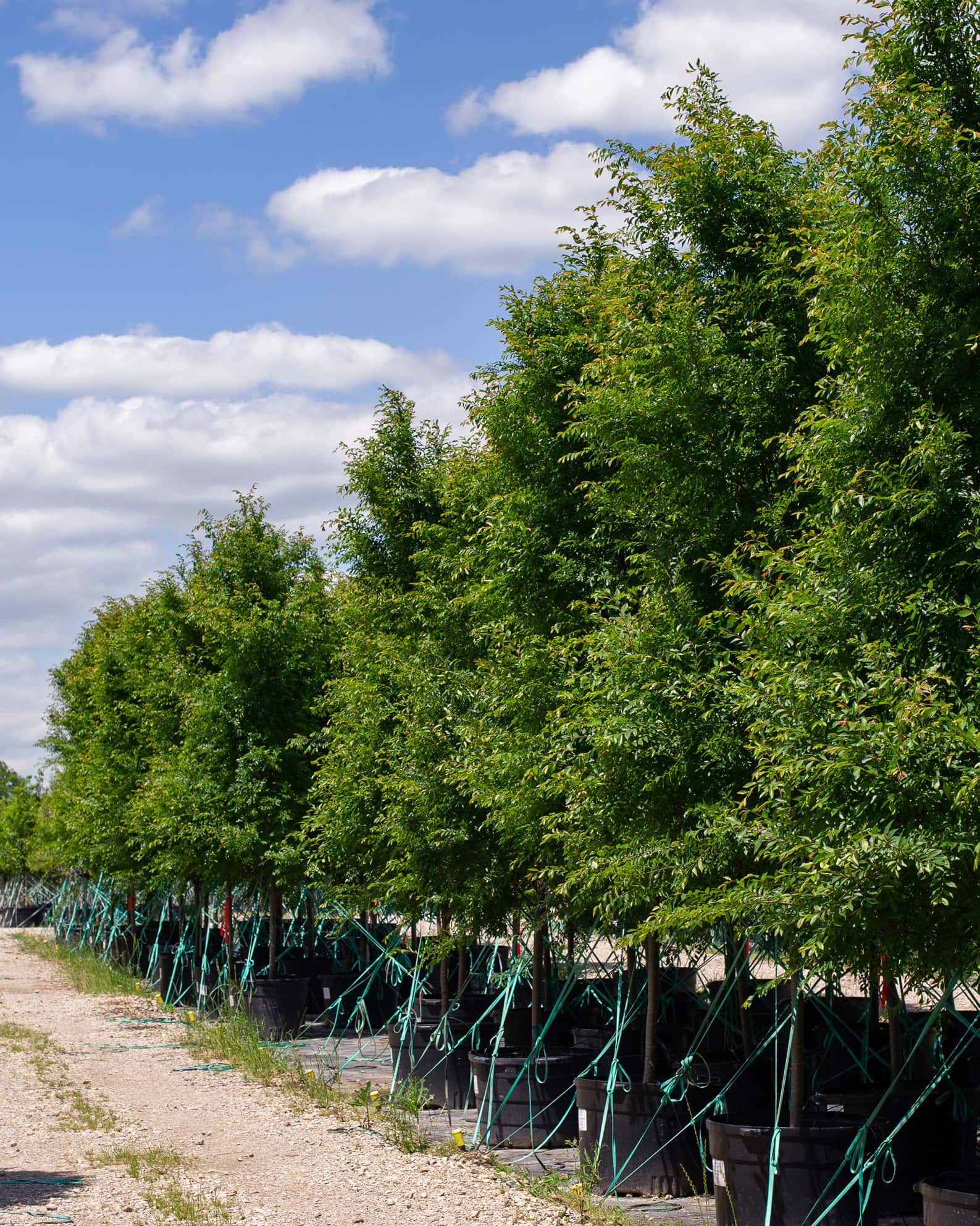 Allee Elm - Image 5