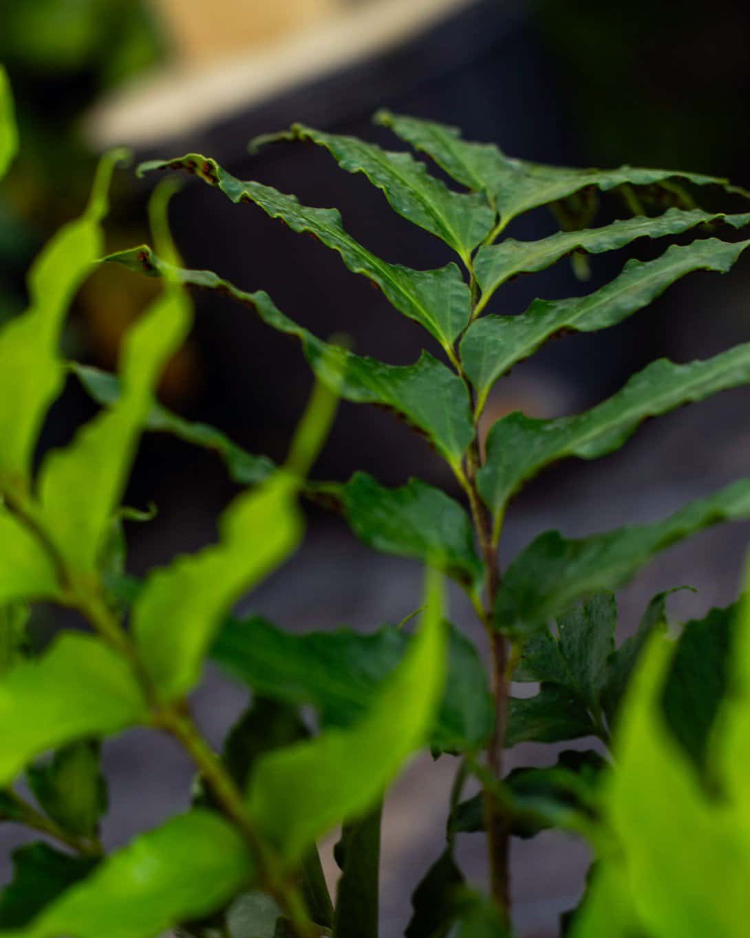 Holly Fern - Image 3