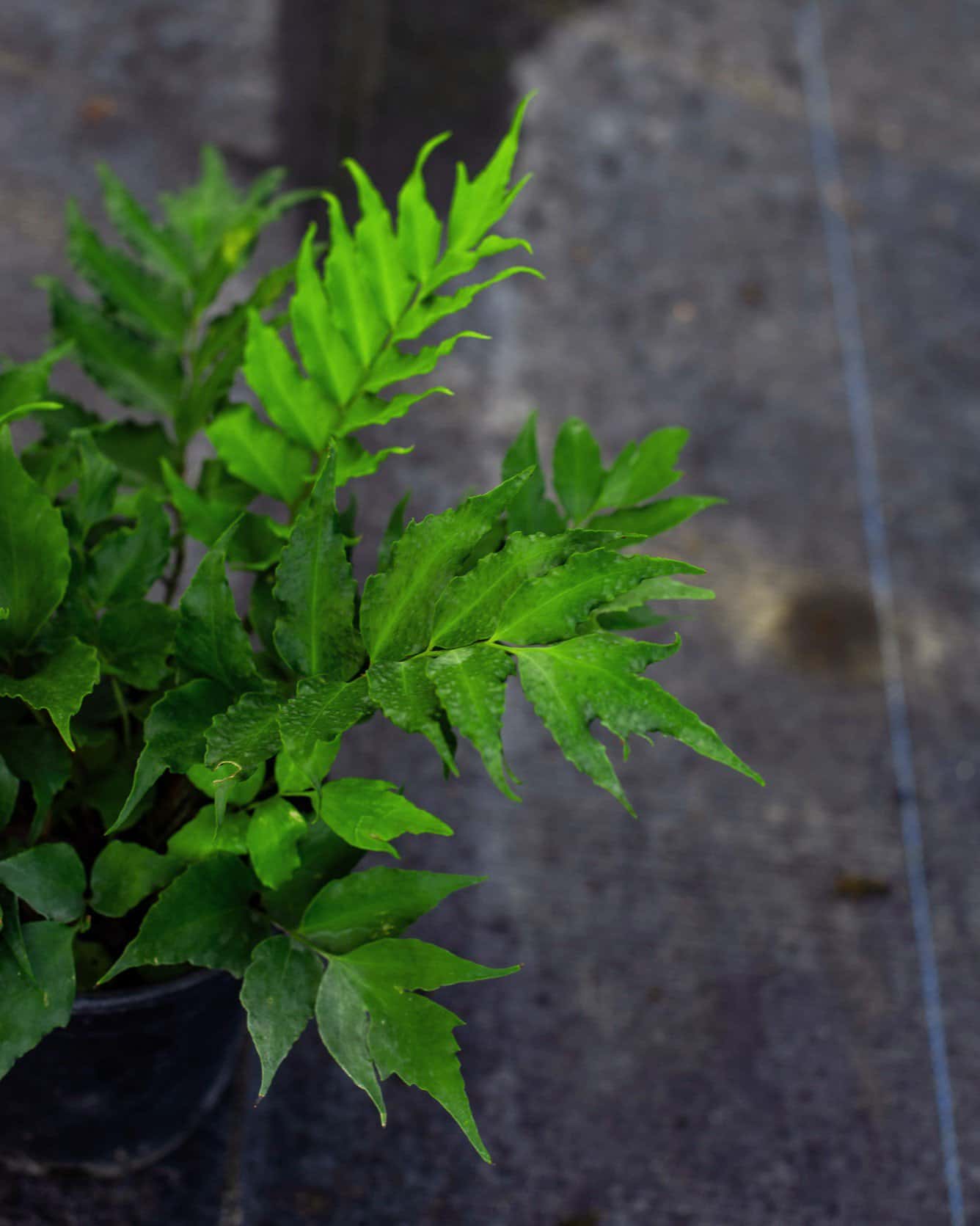 Holly Fern - Image 2