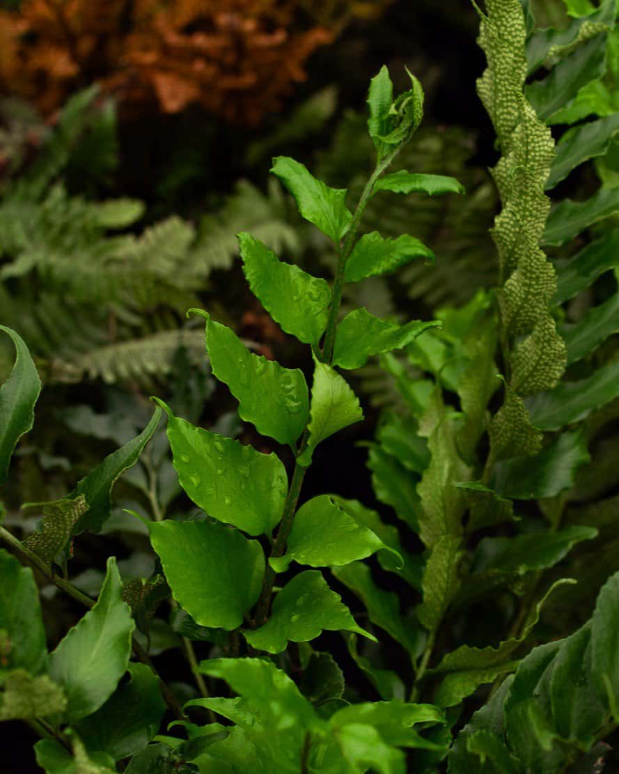 Holly Fern - Image 4