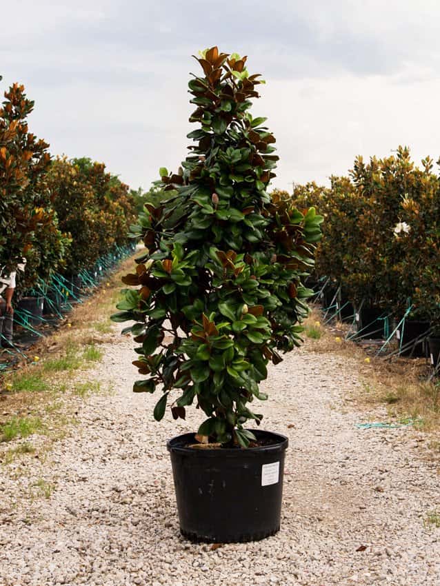 Teddy Bear Magnolia - Main Image