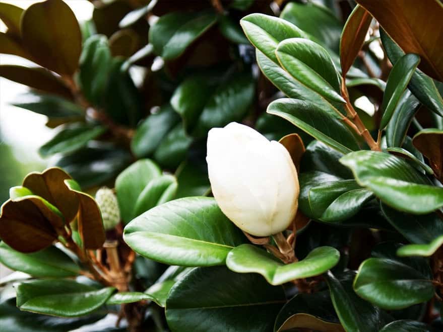 Teddy Bear Magnolia - Image 5