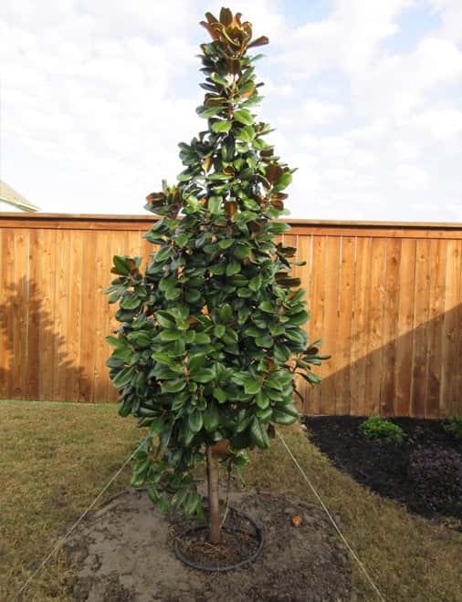 Teddy Bear Magnolia - Image 3