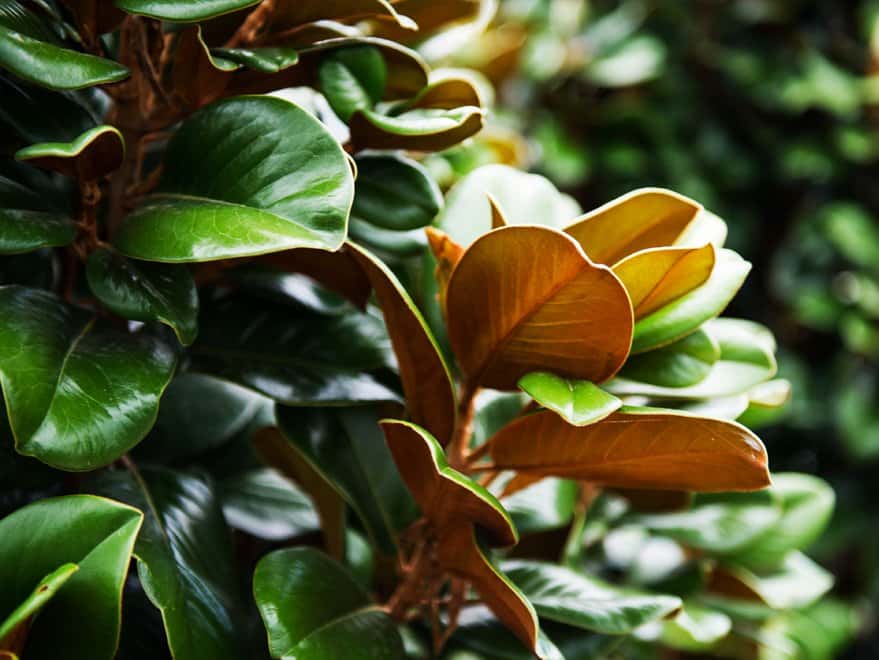 Teddy Bear Magnolia - Image 7