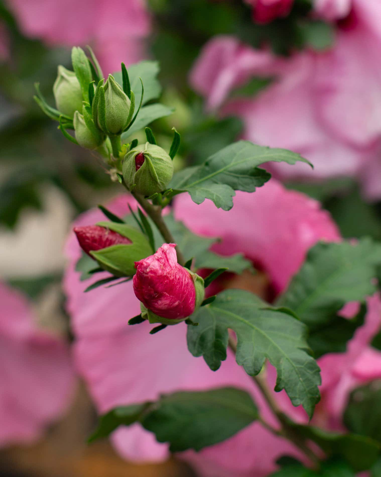 Aphrodite Althea Tree Form - Image 7