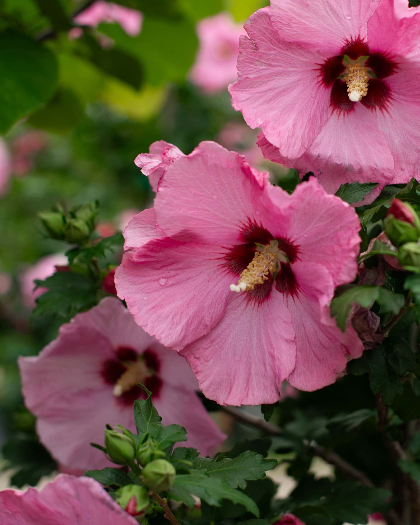 Aphrodite Althea Tree Form - Image 3