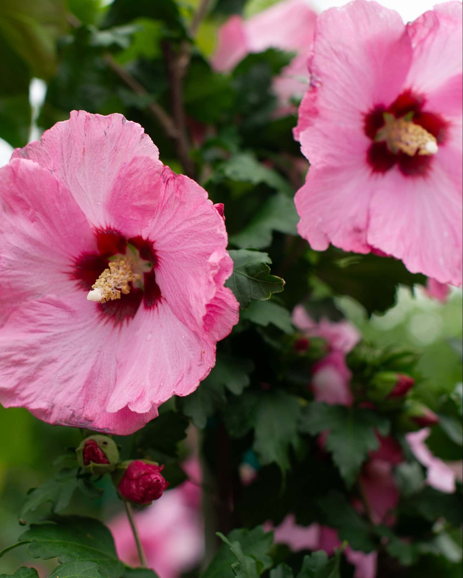 Aphrodite Althea Tree Form - Image 4