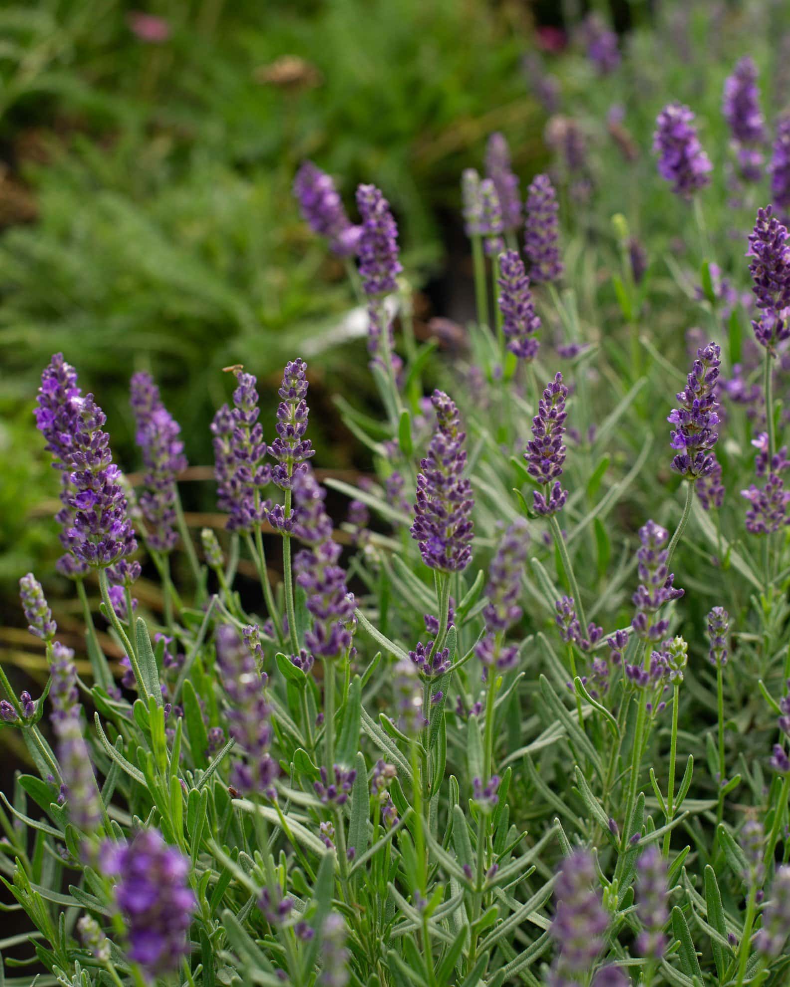 Big Time Blue Lavender - Main Image