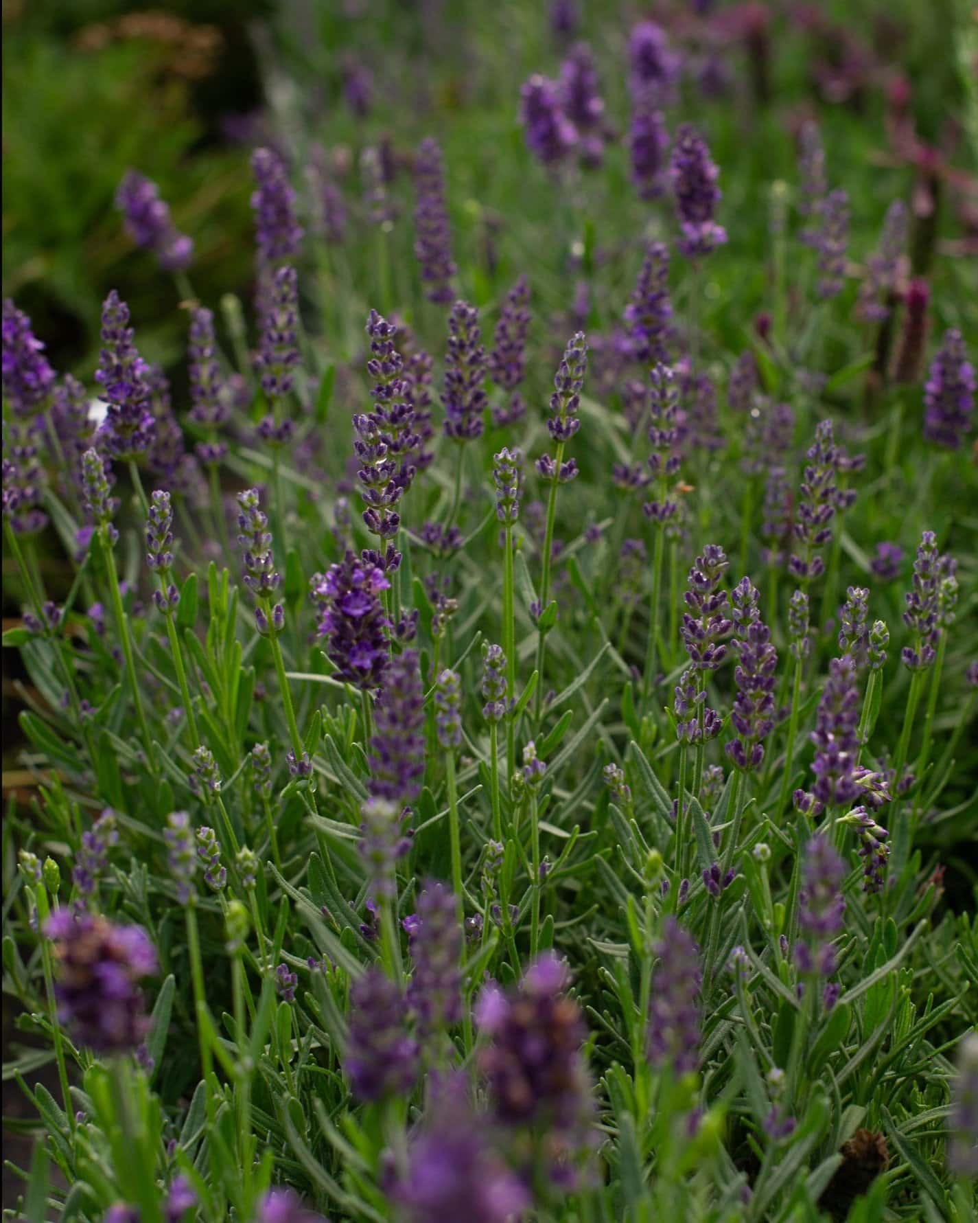 Big Time Blue Lavender - Image 1