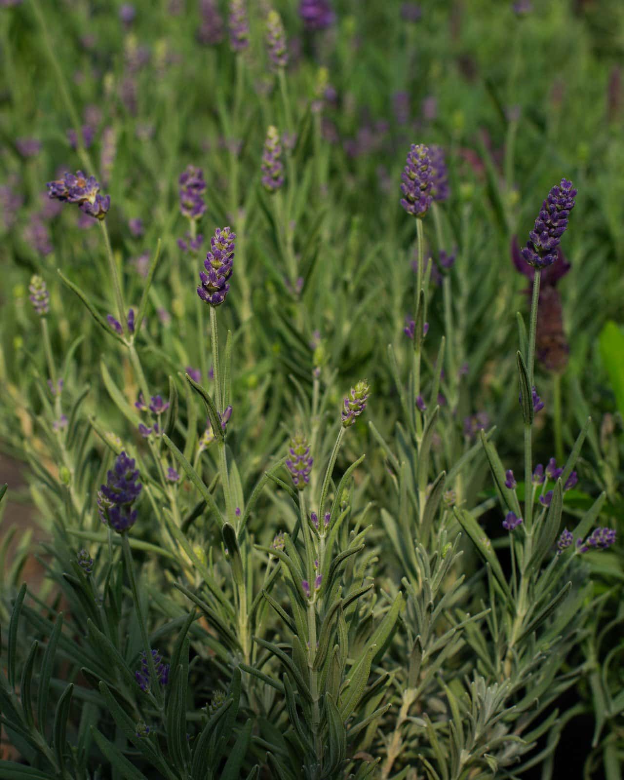 Big Time Blue Lavender - Image 3