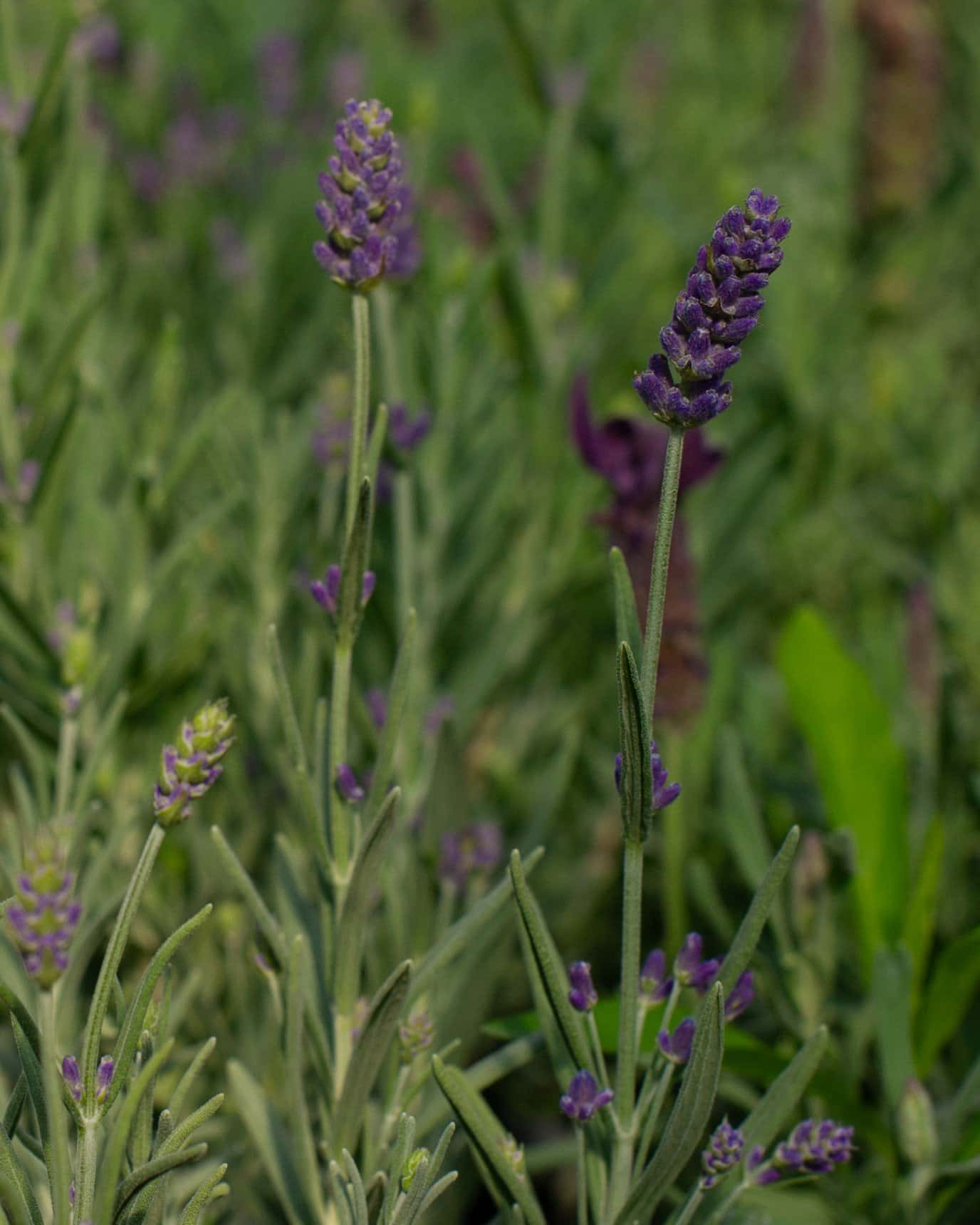 Big Time Blue Lavender - Image 2