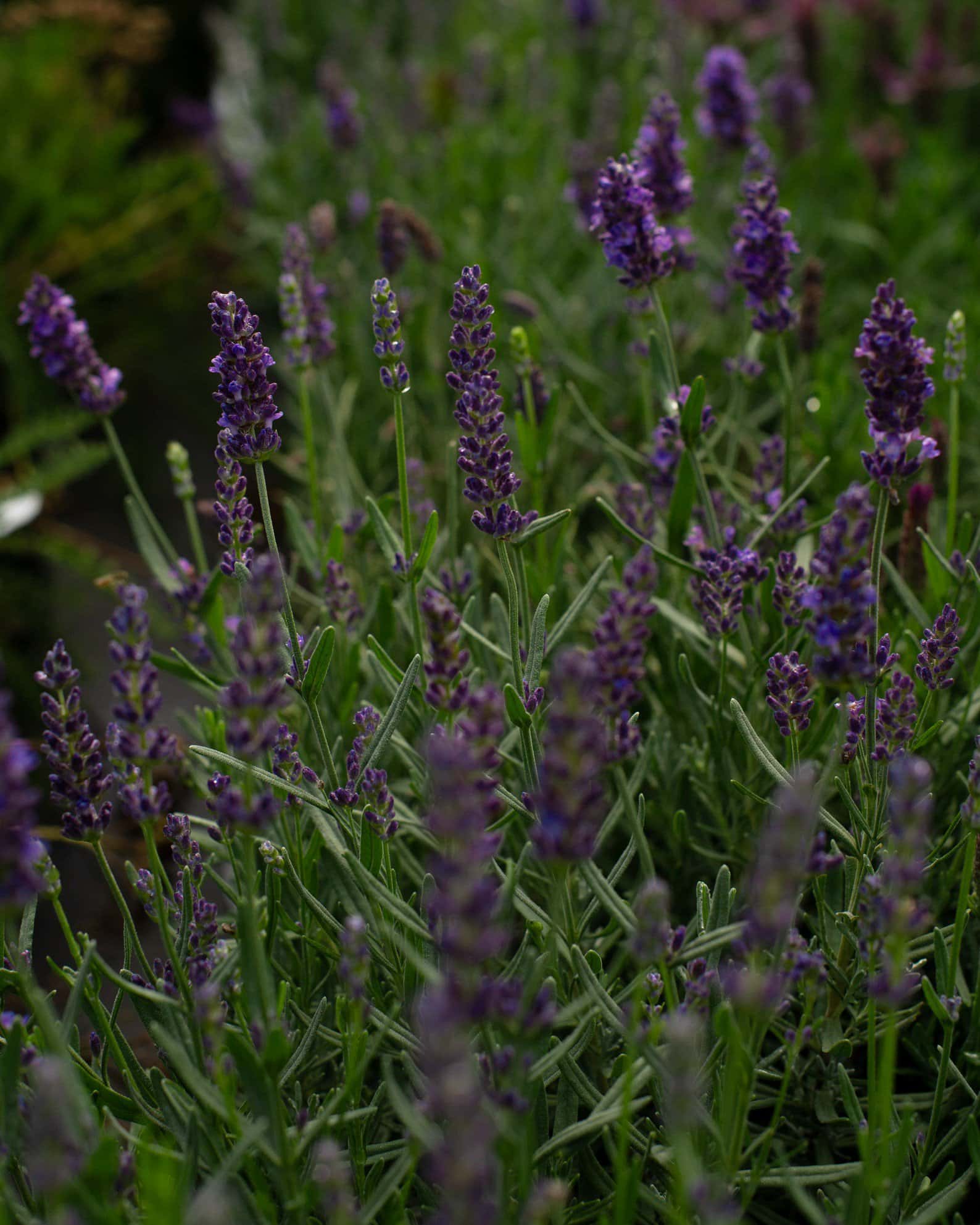 Big Time Blue Lavender - Image 4