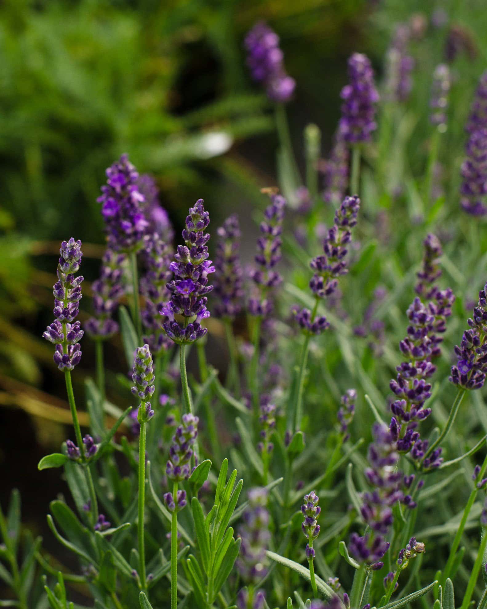 Big Time Blue Lavender - Image 5
