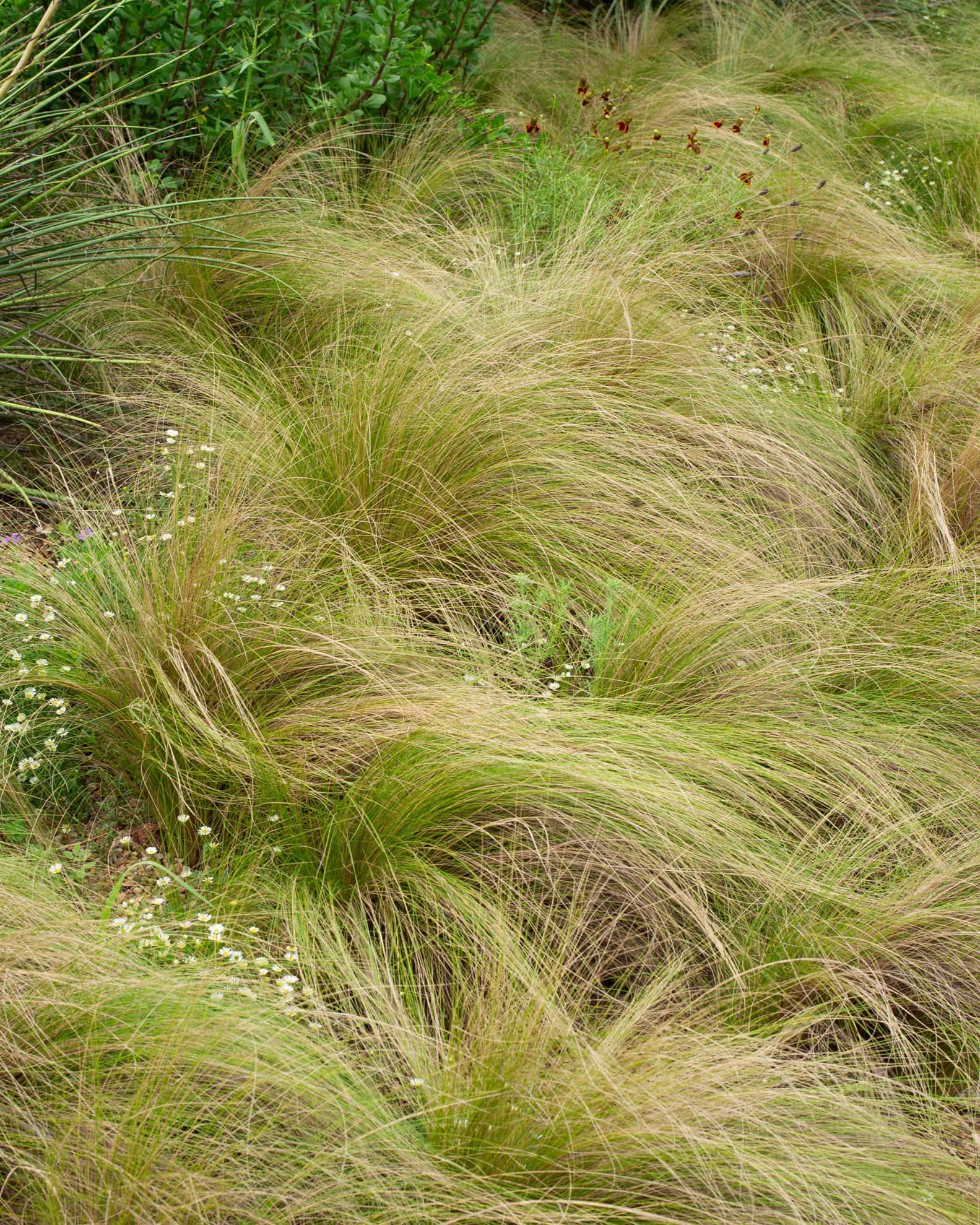 Mexican Feather - Image 5