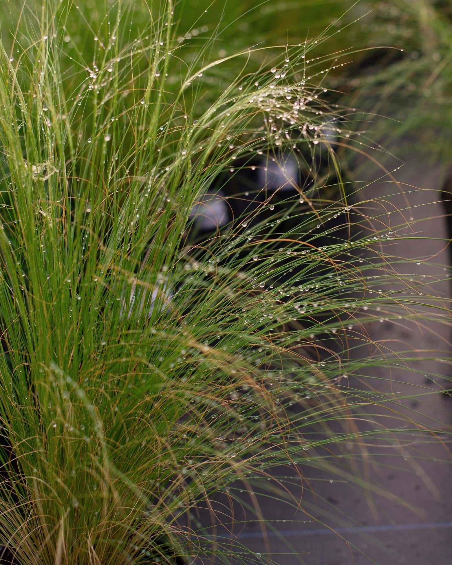 Mexican Feather - Image 7
