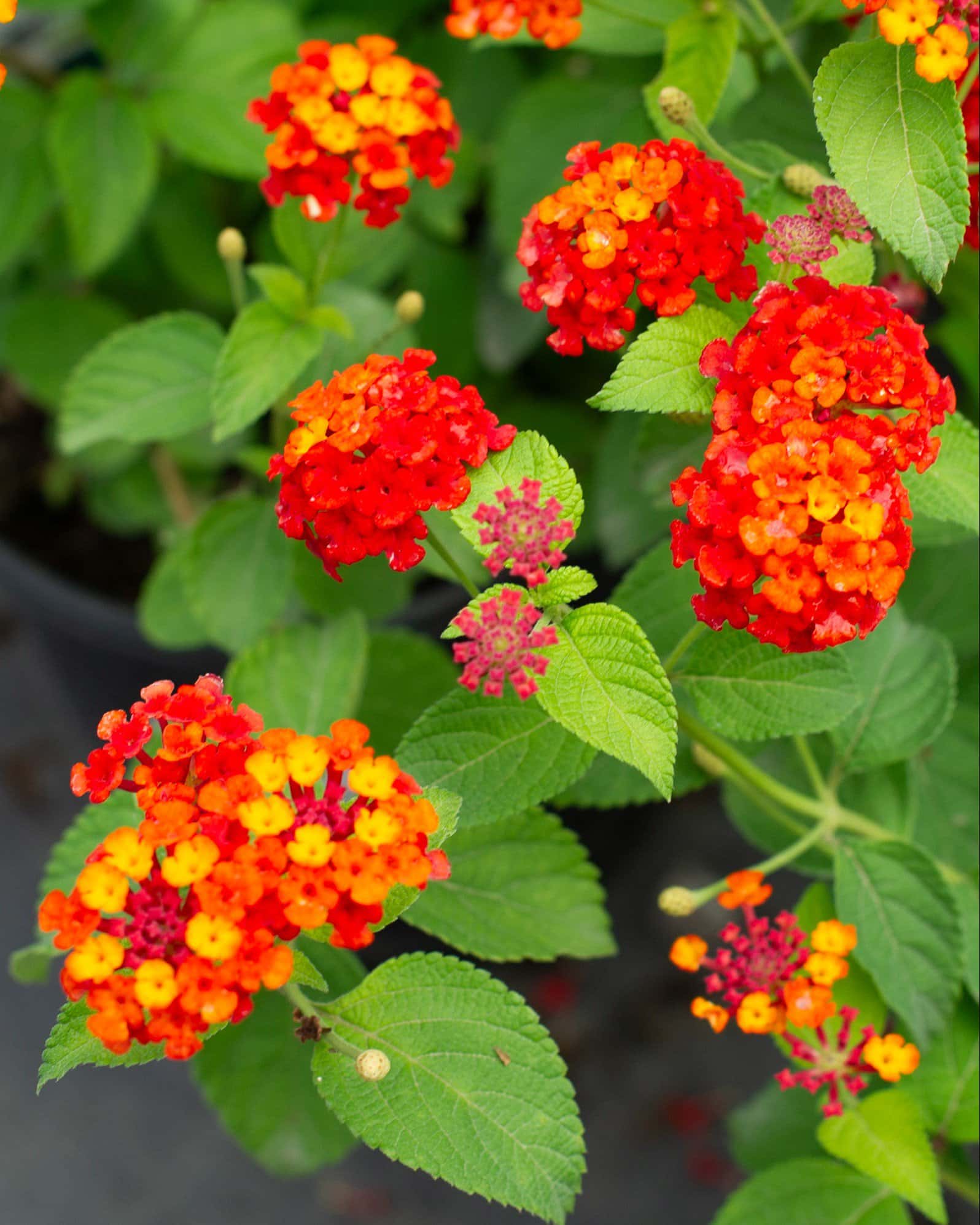 Dallas Red Lantana - Main Image