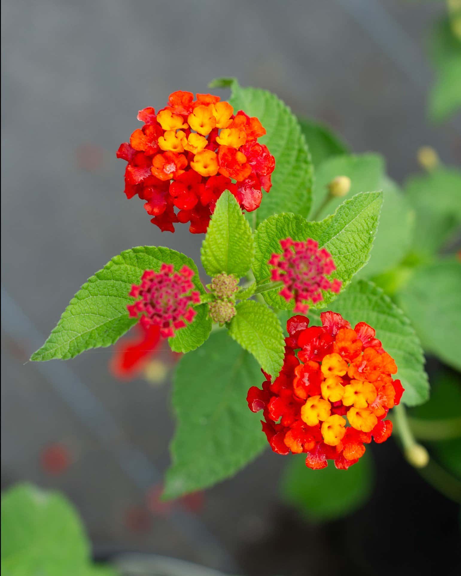 Dallas Red Lantana - Image 1