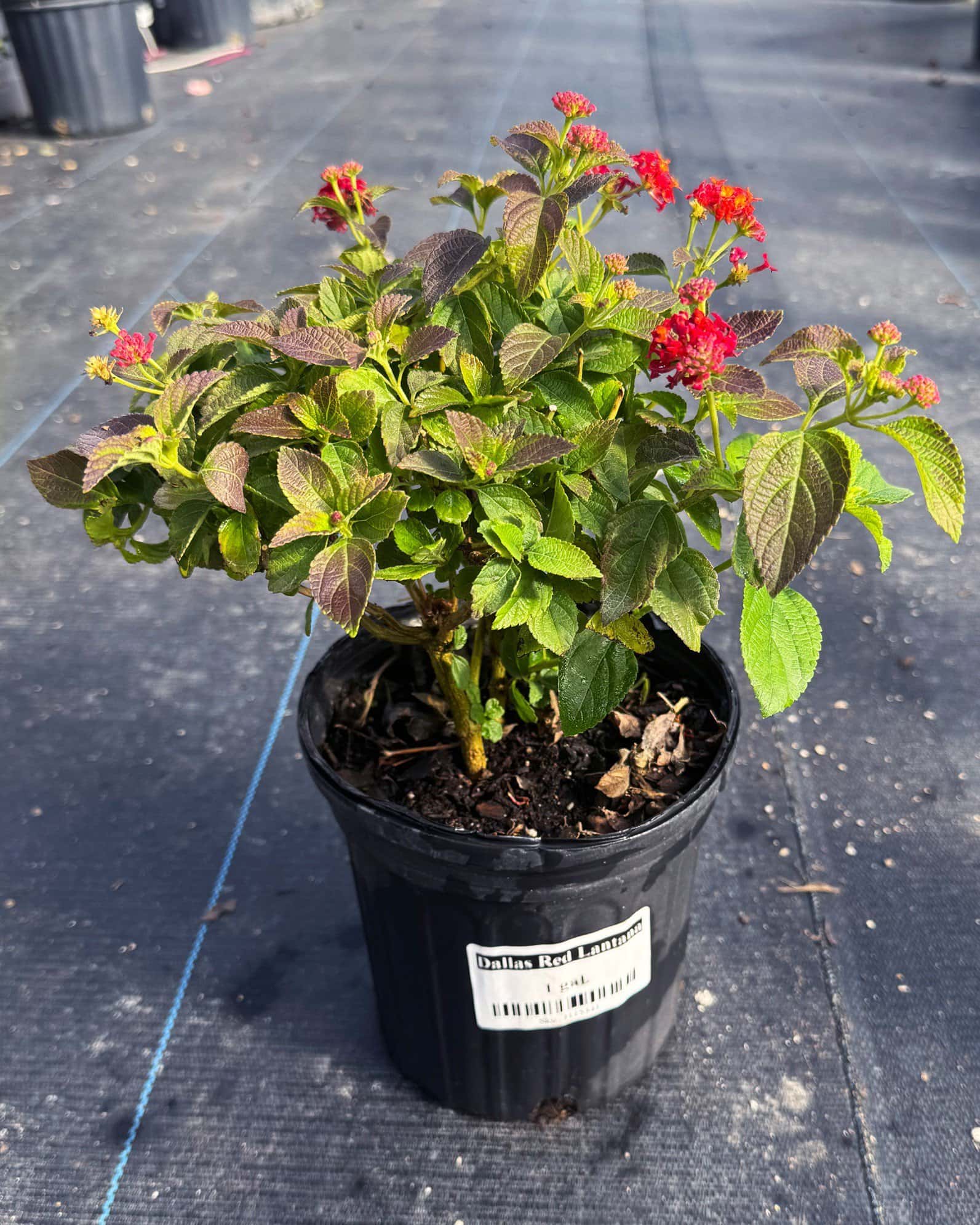 Dallas Red Lantana - Image 2